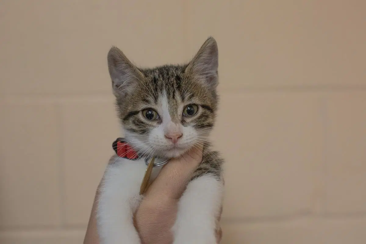 Squirt - Domestic Short Hair