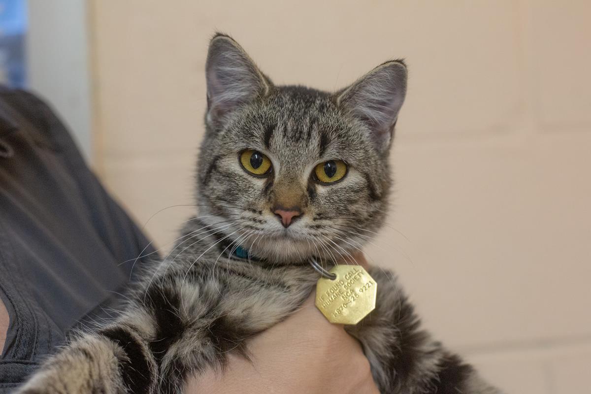 Tabby
