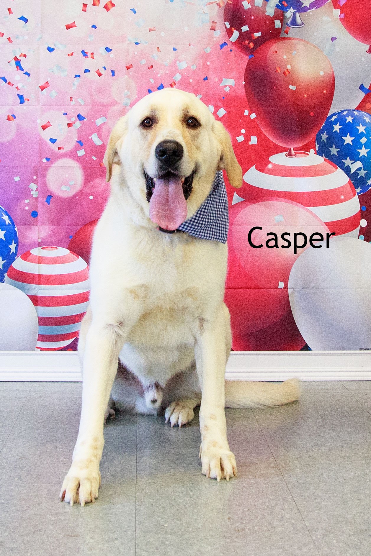 adoptable Dog in Cottageville, WV named Casper