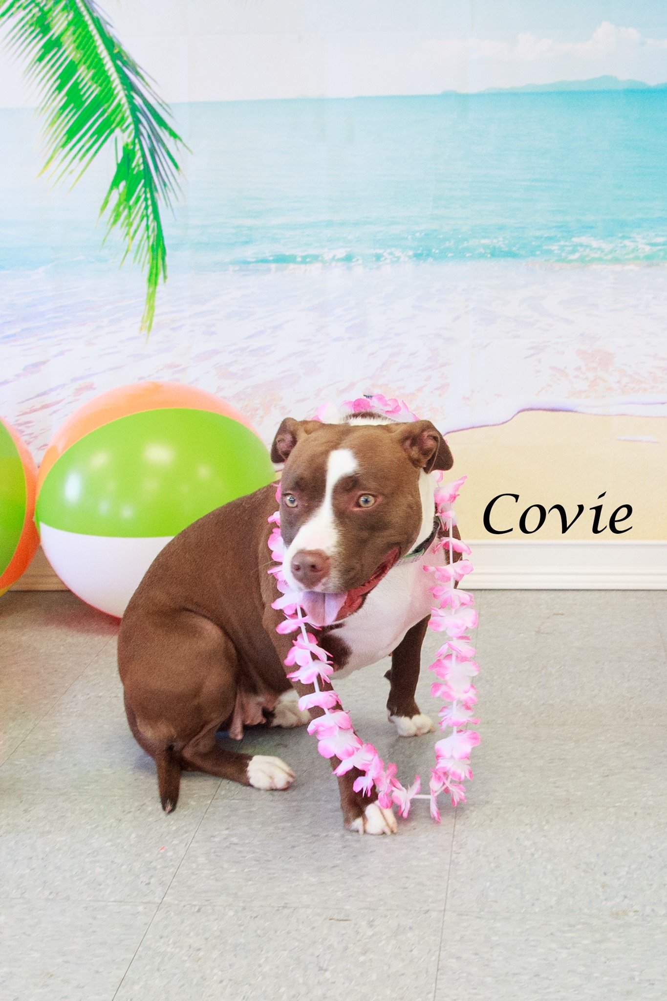 adoptable Dog in Cottageville, WV named Covie