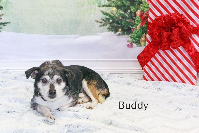 adoptable Dog in Cottageville, WV named Buddy