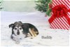 adoptable Dog in , WV named Buddy