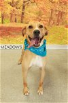 adoptable Dog in , WV named Meadows