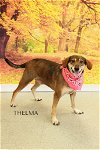 adoptable Dog in , WV named Thelma