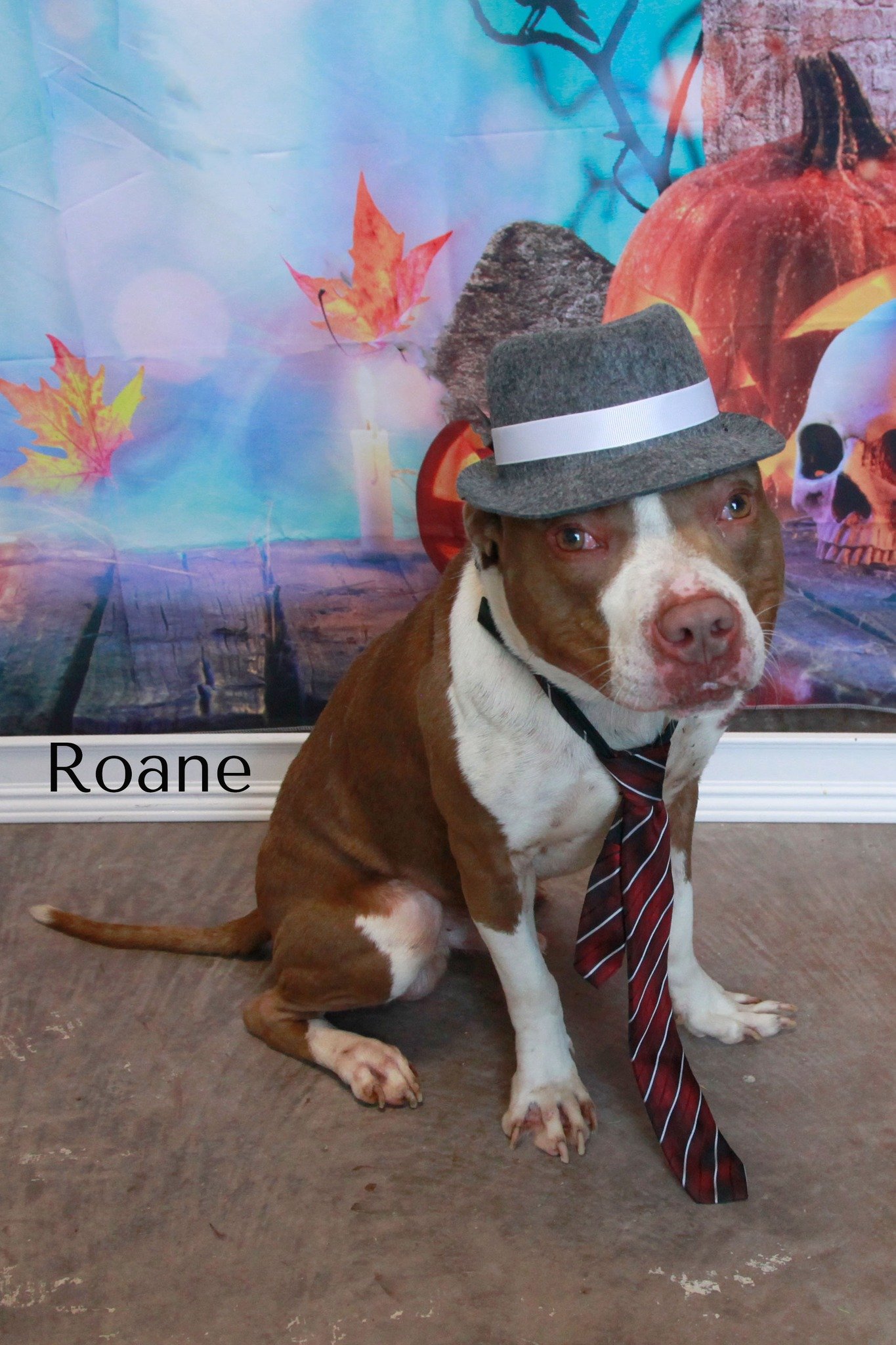 adoptable Dog in Cottageville, WV named Roane