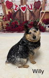 adoptable Dog in  named Willy