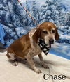 adoptable Dog in  named Chase