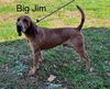 adoptable Dog in  named Big Jim