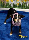 adoptable Dog in  named Thea