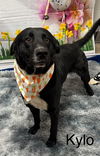 adoptable Dog in  named Kylo