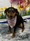 adoptable Dog in  named Whoopie