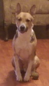 Levi - Photo 3