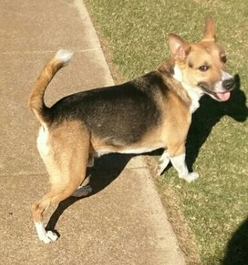 LEVI - German Shepherd Dog available for adoption