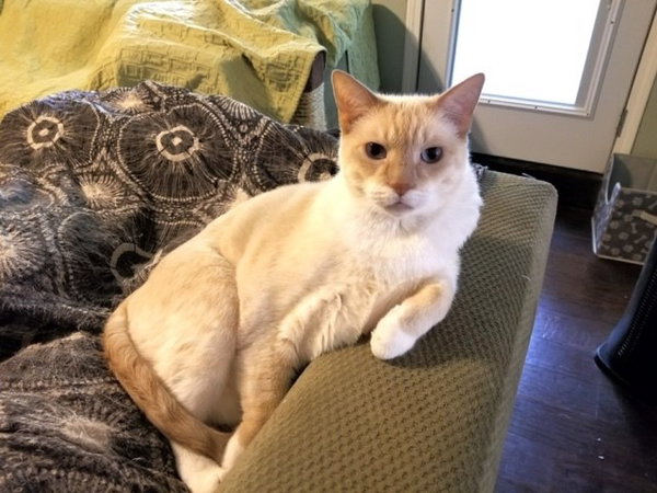 Neville (Neebo)