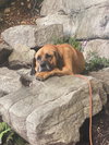 Mongo - Photo 2