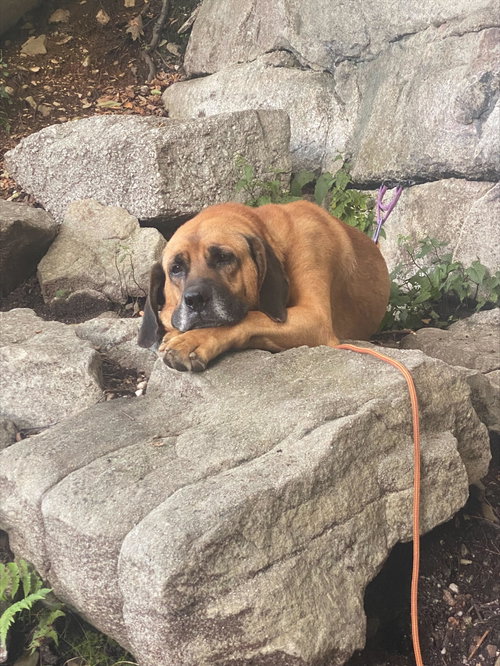 MONGO - Redbone Coonhound / German Shepherd Dog available for adoption
