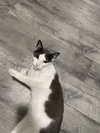 Misu - Photo 1