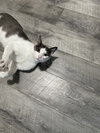 Misu - Photo 4