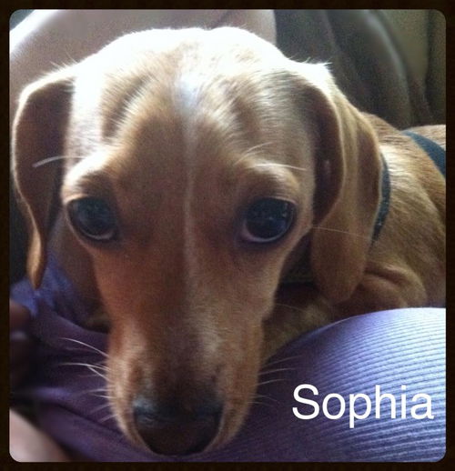 Sophia