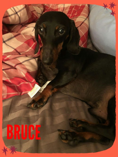 Bruce