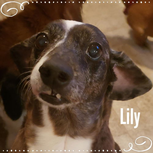 Lily