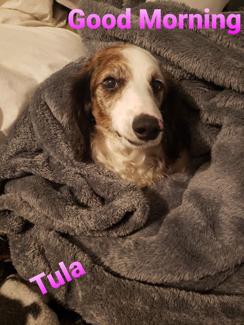 Tula