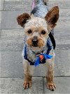 adoptable Dog in middleboro, MA named Romeo