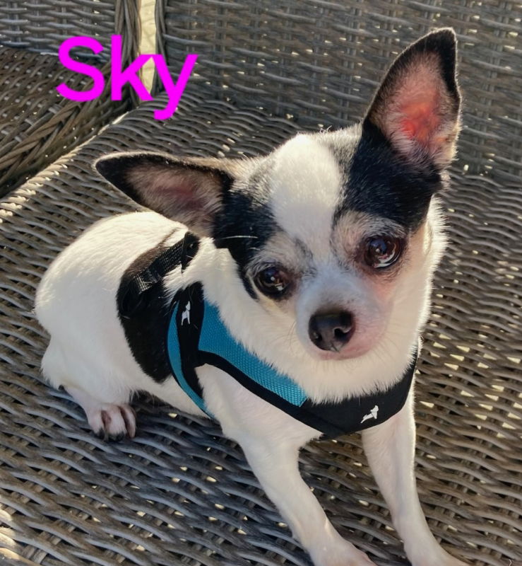 adoptable Dog in Middleboro, MA named Sky