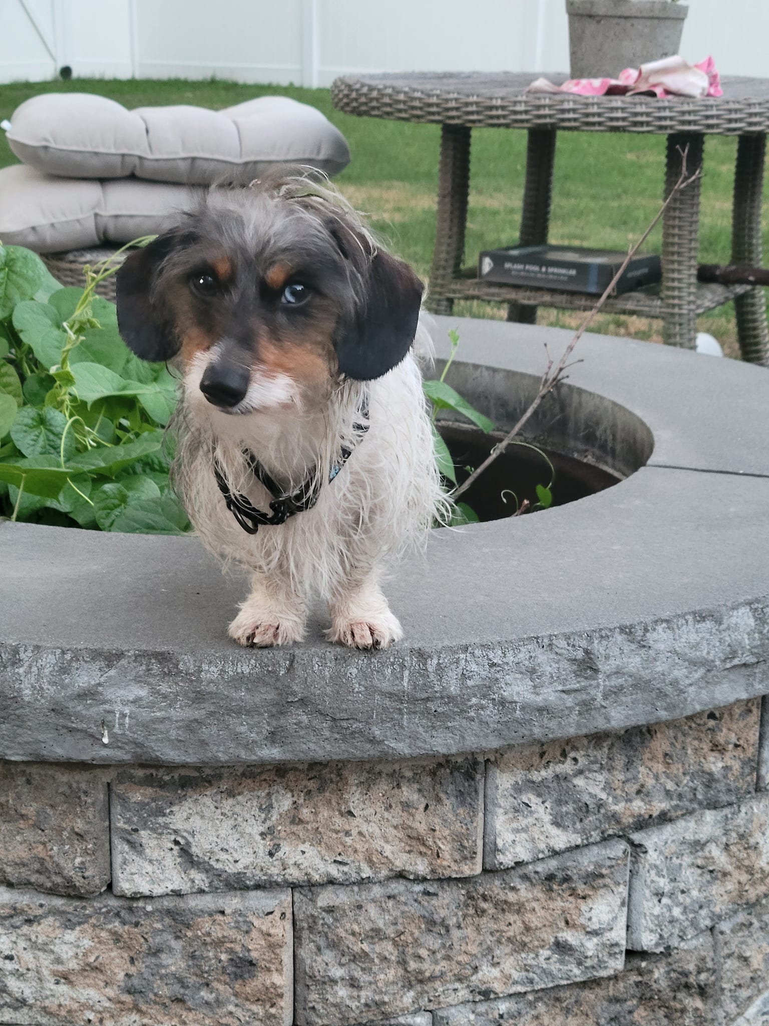 adoptable Dog in Middleboro, MA named Bluey