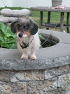adoptable Dog in  named Bluey