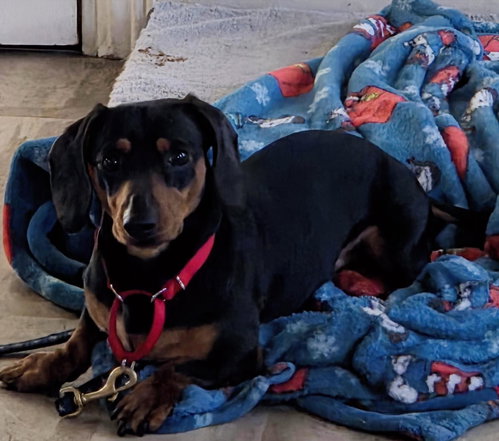 picture of the dog needing adoption