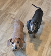Pepper & Scooby