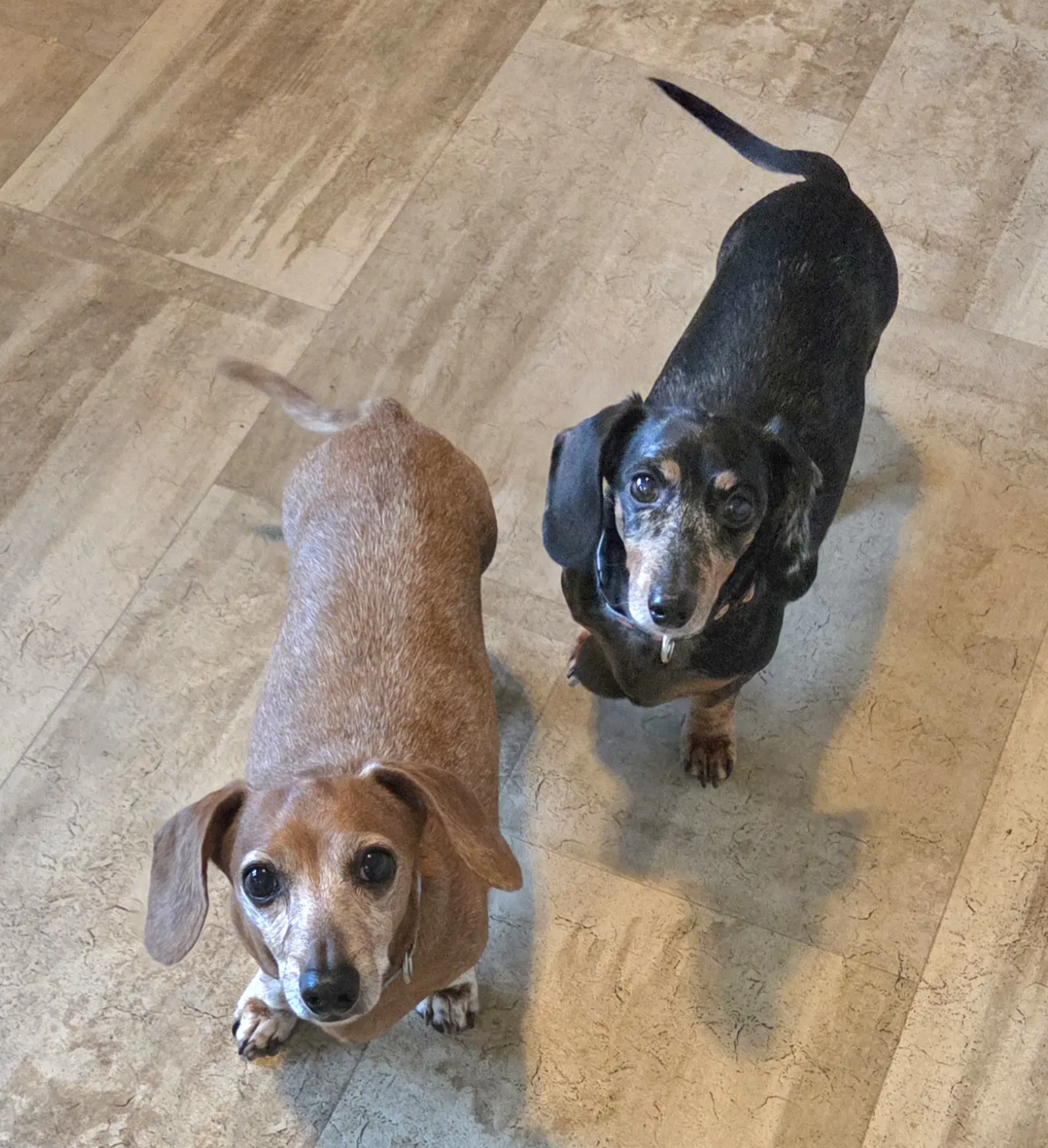 Scooby  Pepper - Dachshund