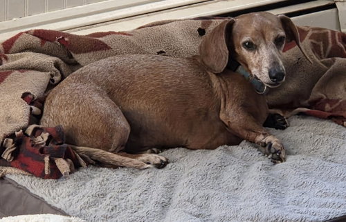 Scooby & Pepper photo 3