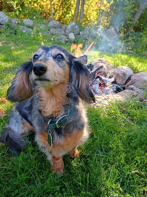 Frankie, photo 2