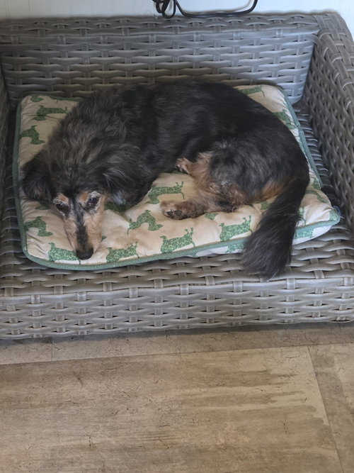 Frankie, photo 3