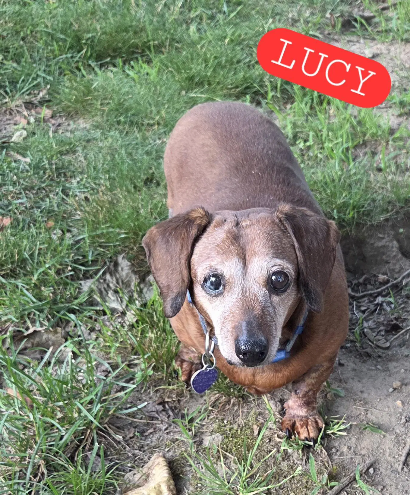 Lucy - Dachshund