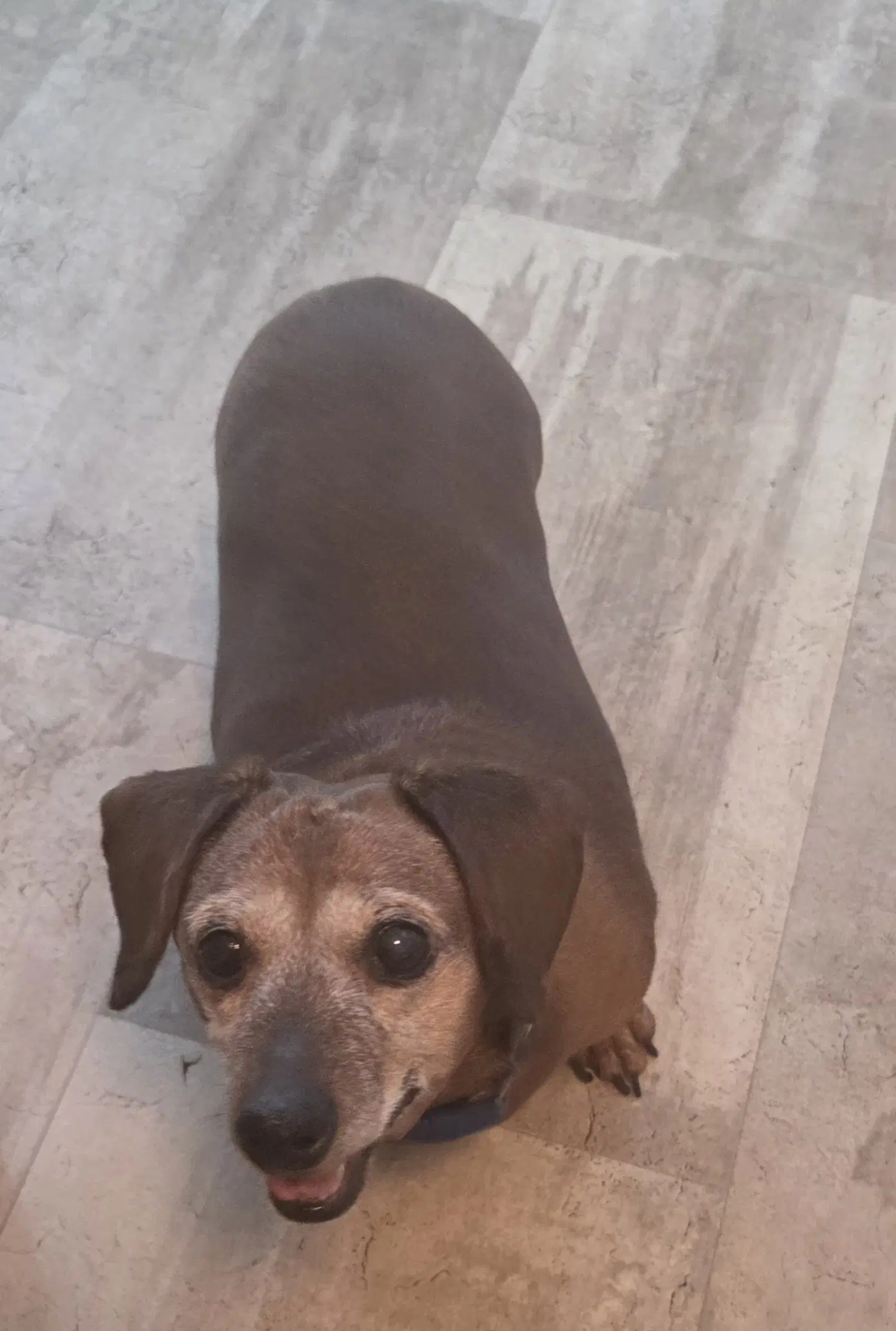 Lucy image 2