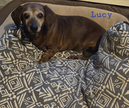 Lucy photo 2