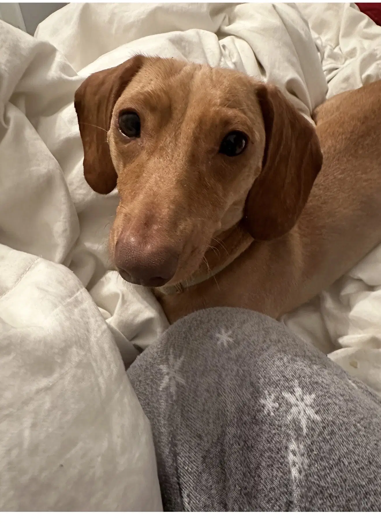 Coney - Dachshund