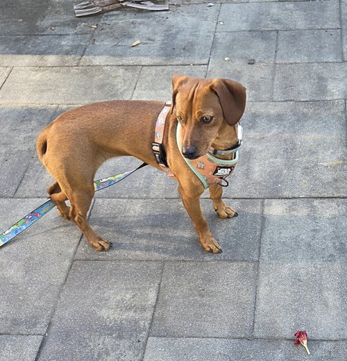 Photo 2 of Princess