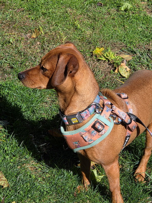 Photo 3 of Princess