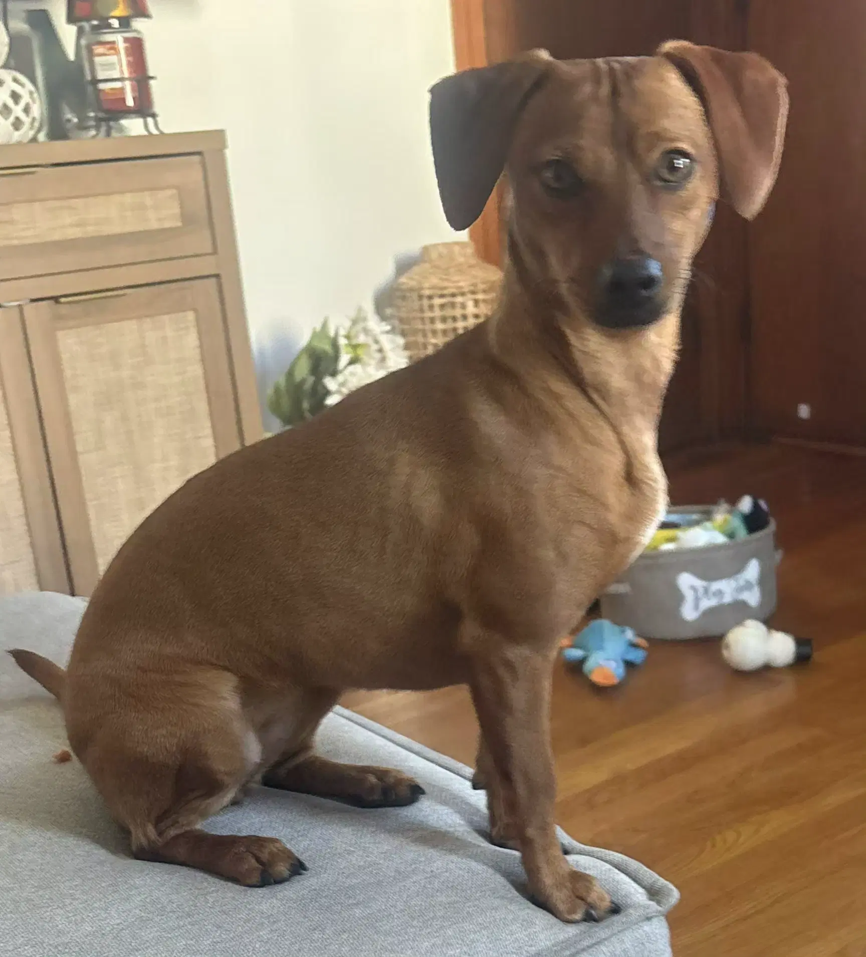 Princess - Dachshund