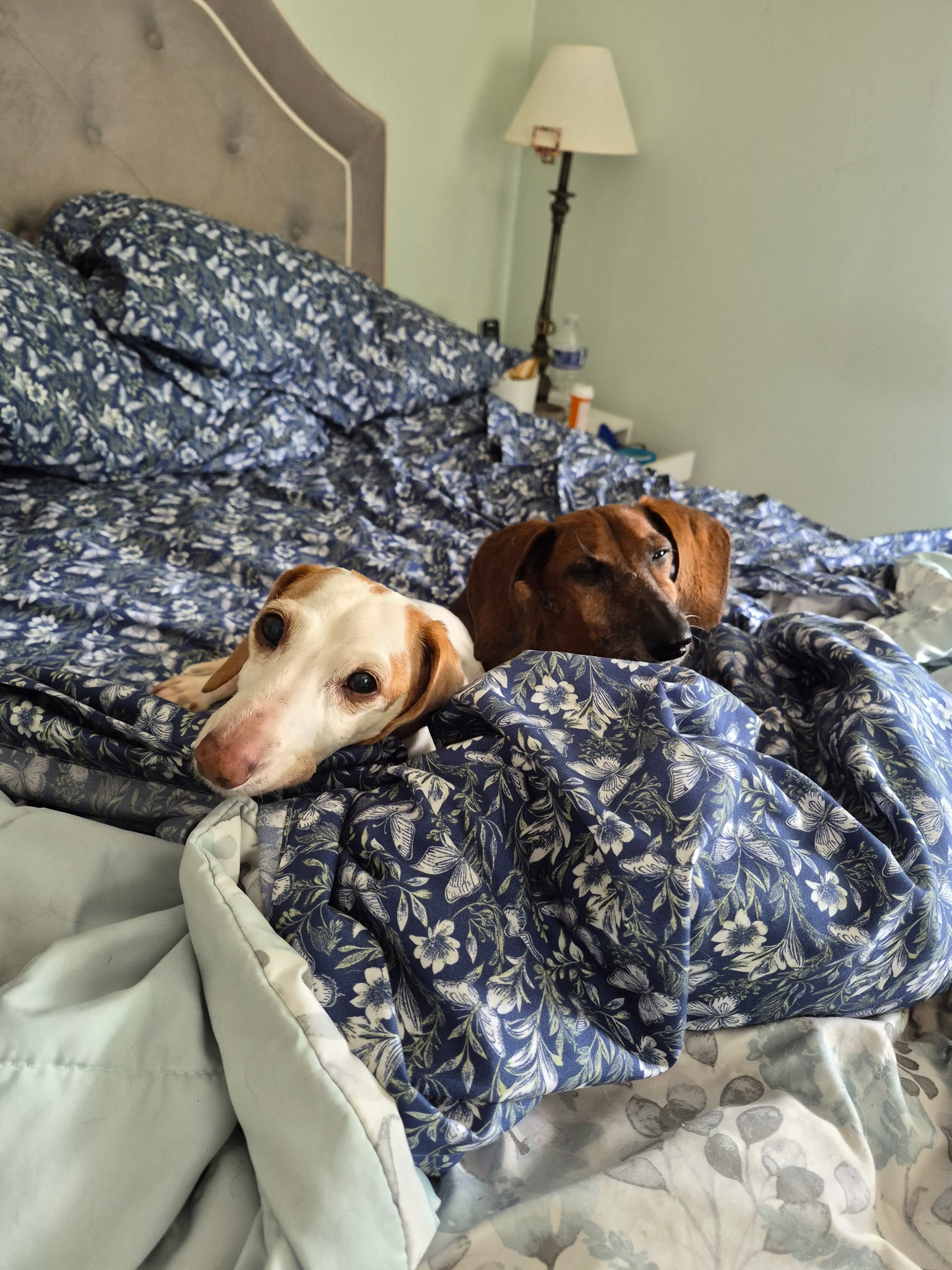 Dakota and Moose