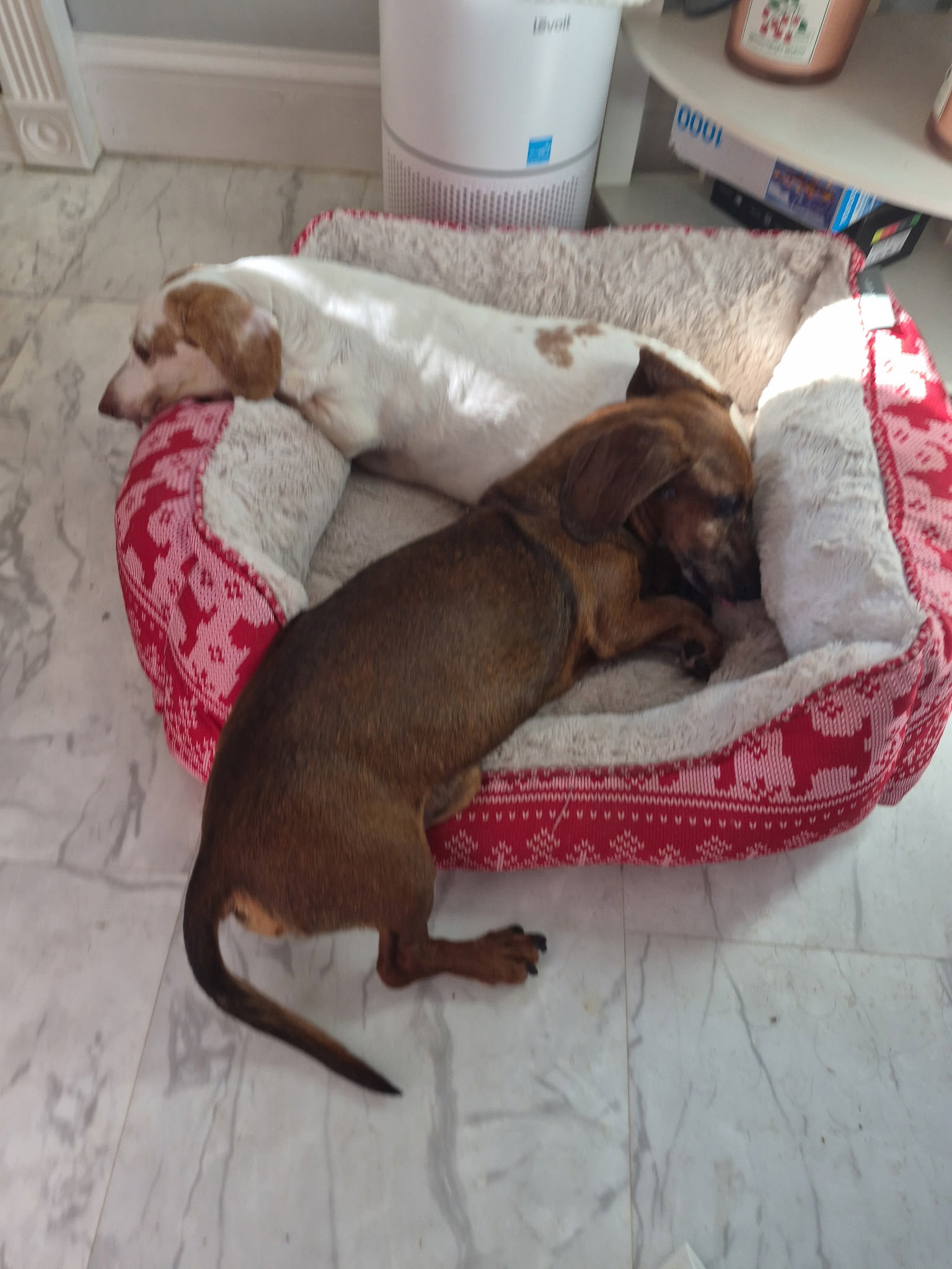 Dakota and Moose, photo 7