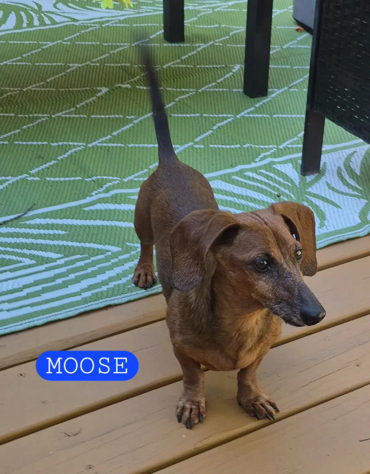 Dakota And Moose image 3