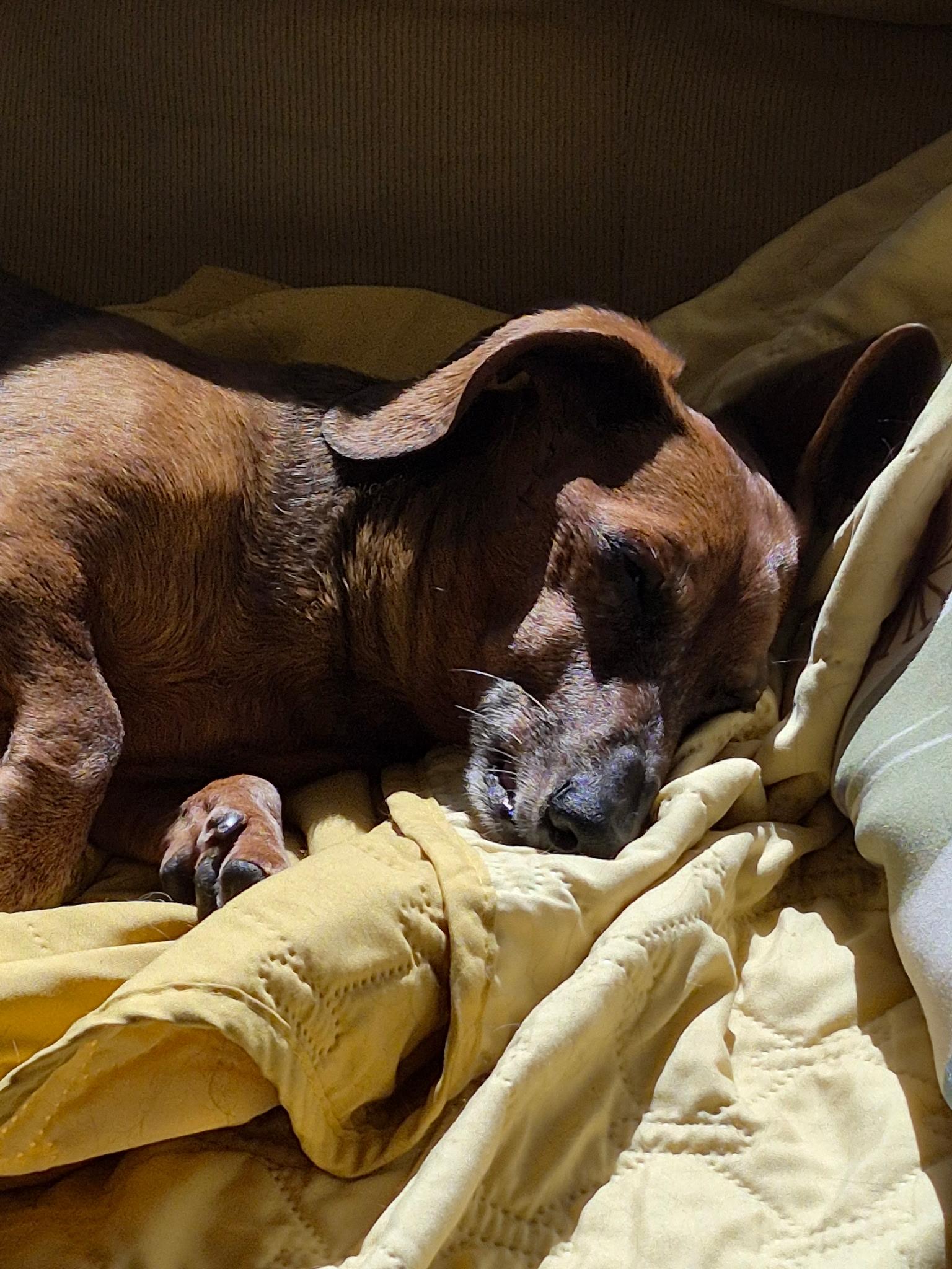Dakota and Moose, photo 8