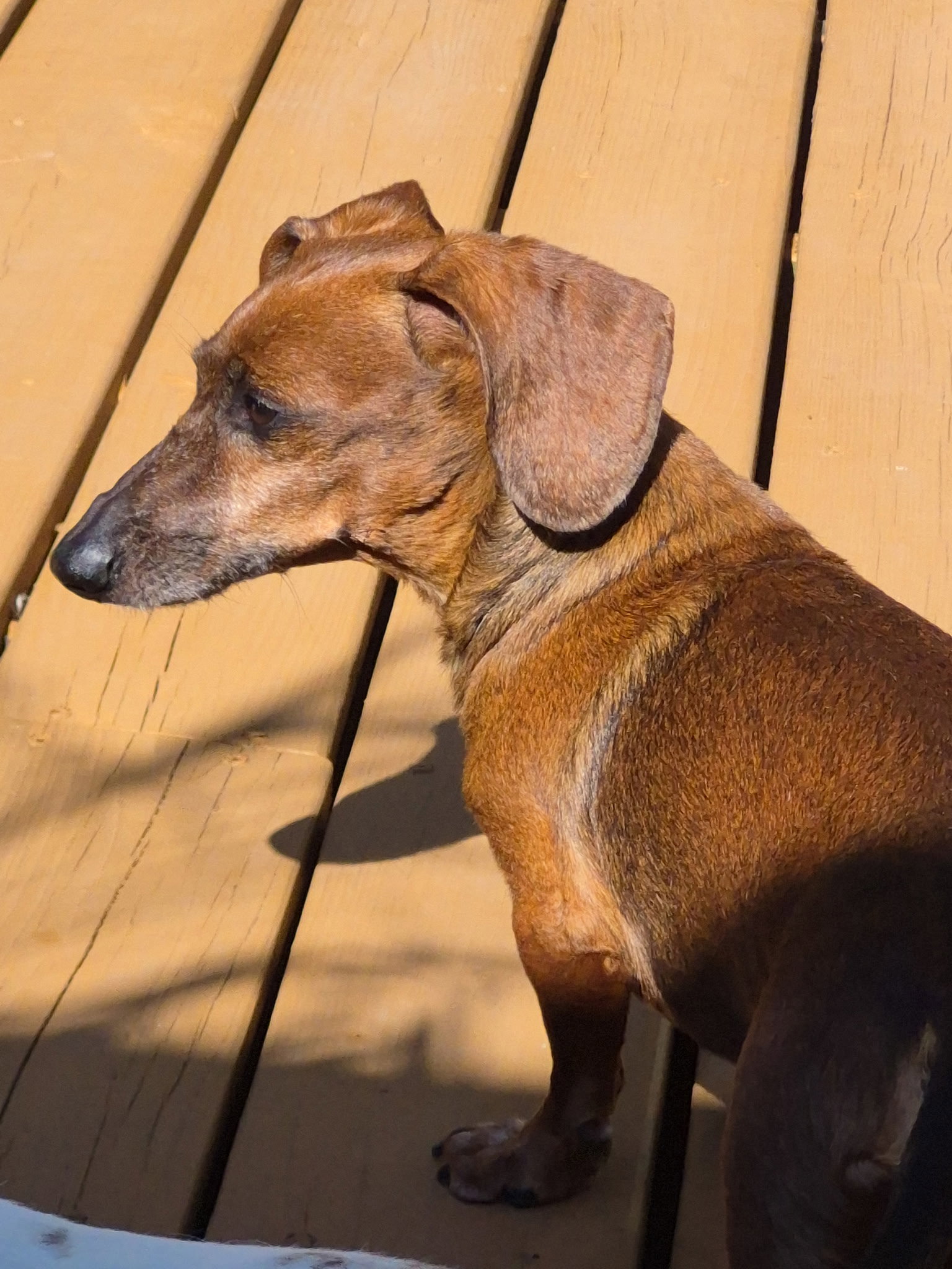 Dakota and Moose, photo 10