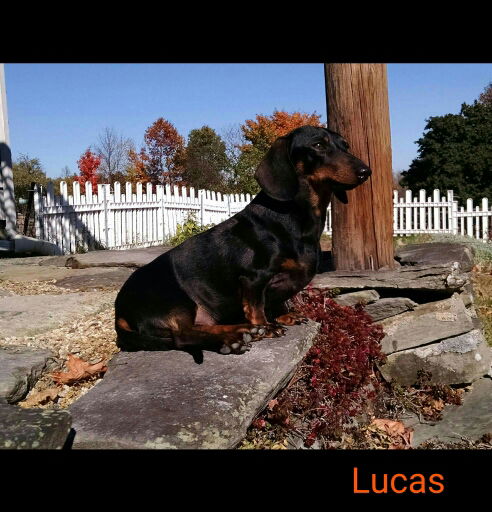 Lucas