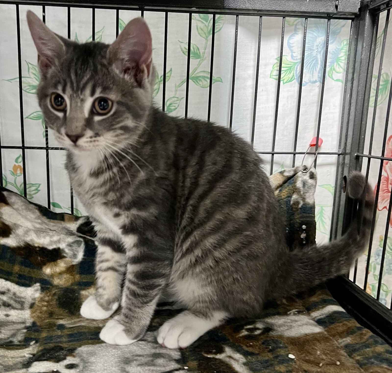 Cats for Adoption in Monroe, New York Alpha Paw